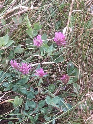 photo of Red Clover