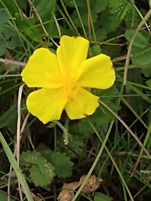 photo of Common Rockrose