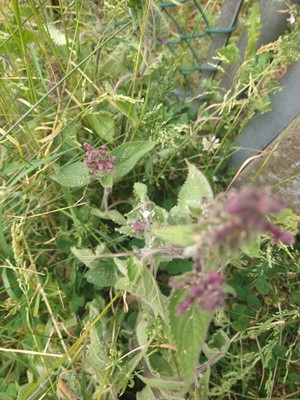photo of Hedge Woundwort