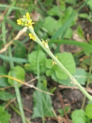 photo of Hedge Mustard