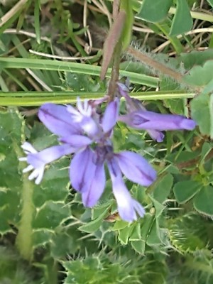 photo of Chalk Milkwort