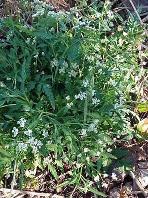 photo of Spreading Hedge Parsley