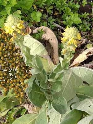 photo of Great Mullein