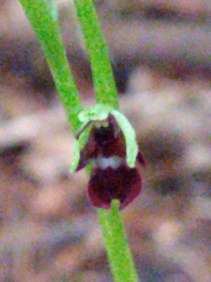 photo of Fly Orchid