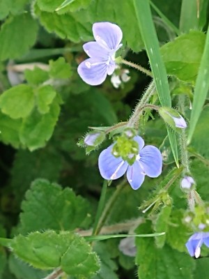 photo of Germander Speedwell