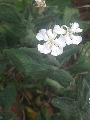 photo of White Campion