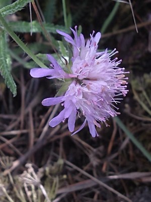 photo of Field Scabious