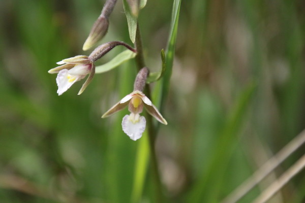 photo of Marsh Helleborine