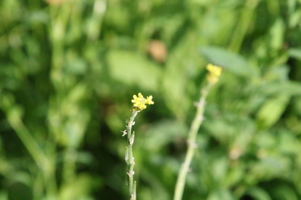 photo of Hedge Mustard