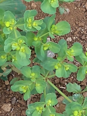 photo of Sun Spurge