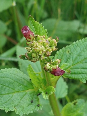 photo of Water Figwort