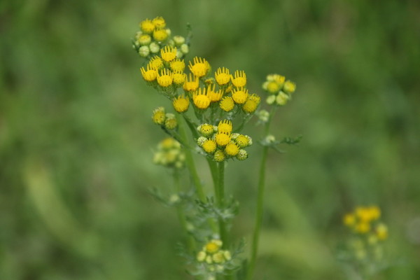 photo of Ragwort