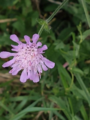 photo of Field Scabious