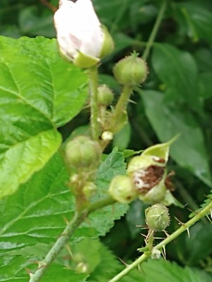 photo of Dewberry