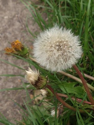 photo of Dandelion