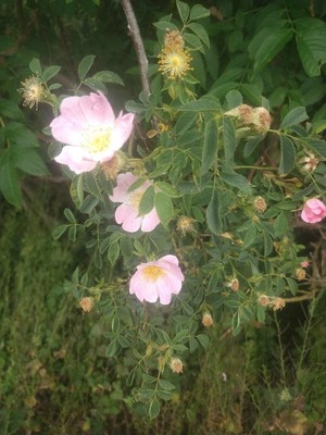 photo of Common Dog Rose