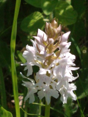 photo of Common Spotted Orchid