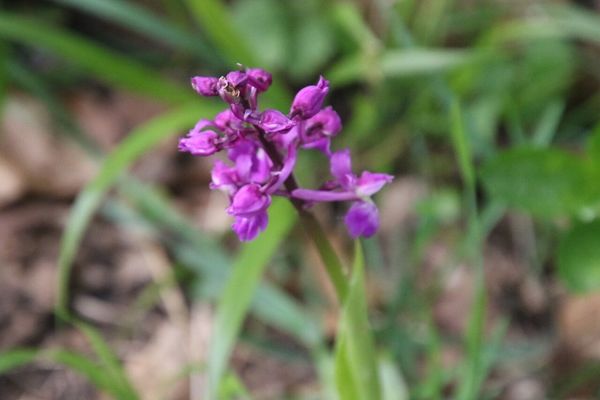 photo of Early Purple Orchid