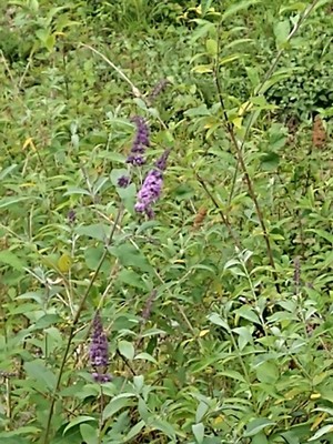 photo of Butterfly Bush