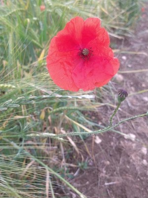 photo of Common Poppy