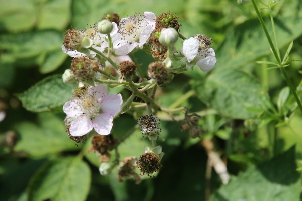 photo of Bramble