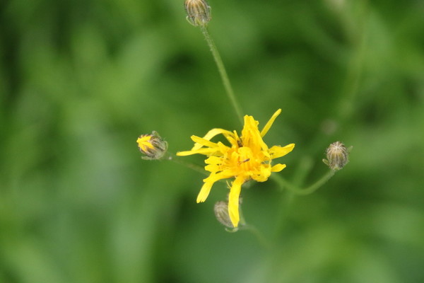 photo of Rough Hawk's Beard