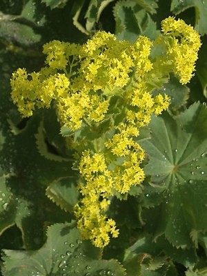 photo of Garden Lady's Mantle