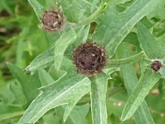 photo of Common Knapweed