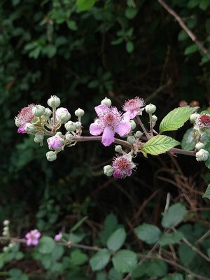 photo of Elm Leaved Bramble