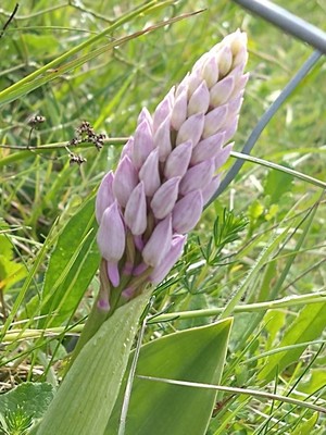 photo of Military Orchid