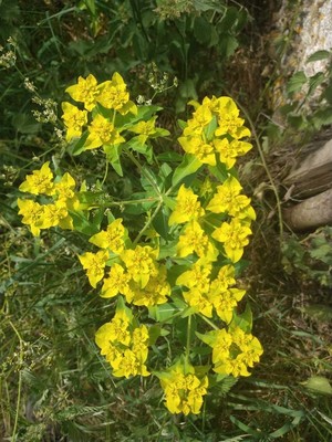 photo of Balkan Spurge