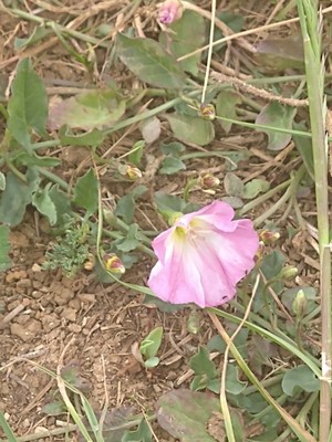 photo of Field Bindweed