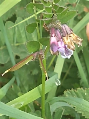 photo of Bush Vetch