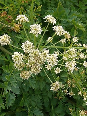 photo of Hemlock Water Dropwort
