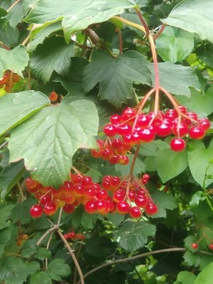 photo of Guelder Rose