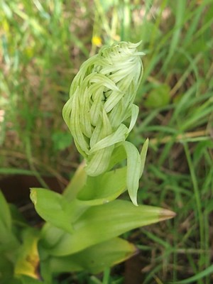 photo of Lizard Orchid