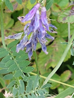 photo of Fodder Vetch