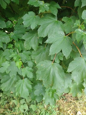 photo of Sycamore