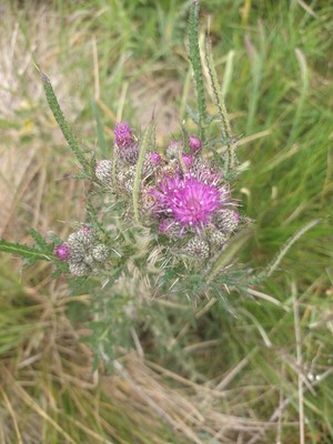 photo of Marsh Thistle