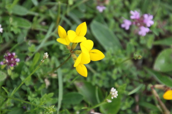 photo of Bird's Foot Trefoil