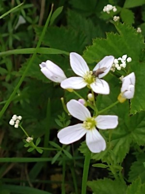 photo of Cuckoo Flower