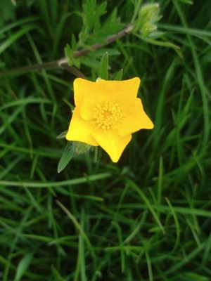 photo of Bulbous Buttercup