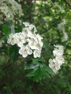 photo of Hawthorn