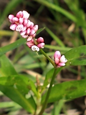 photo of Redshank