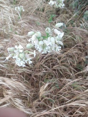 photo of Bladder Campion