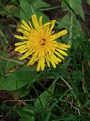 photo of Dandelion