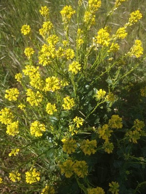 photo of Common Winter Cress