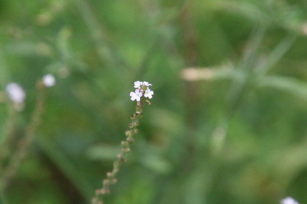 photo of Vervain