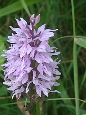 photo of Common Spotted Orchid