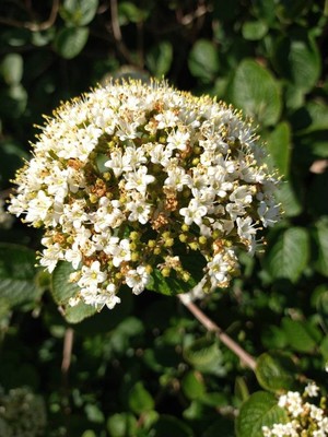 photo of Wayfaring Tree